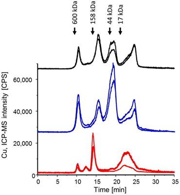 Insights into copper sensing and tolerance in Pneumocystis species